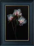 3 Peonies