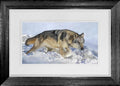Arctic Wolf