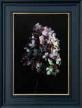 Hydrangea