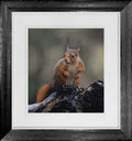 Inquisitive Squirrel